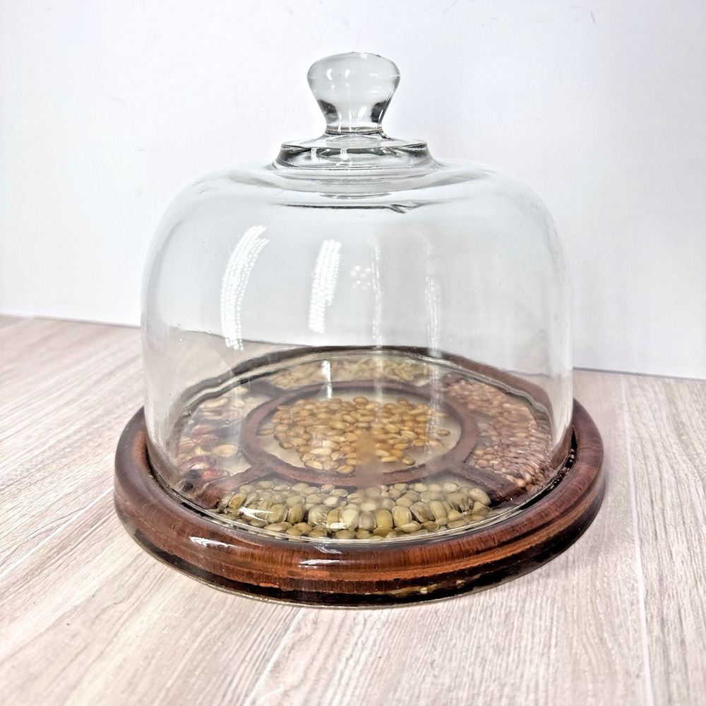 Gamut Design Glass Cloche Dome Wood Base Seed Display Vintage Terrarium